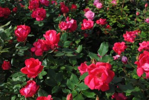 Roses